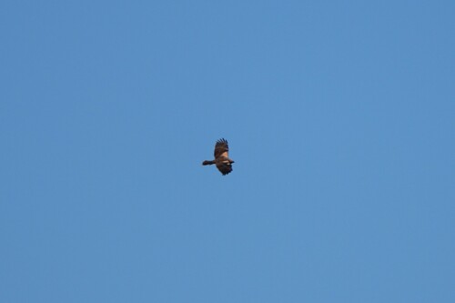 Avistamiento Aguilucho lagunero occidental