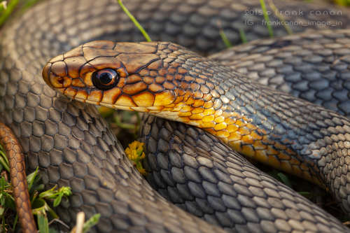 Caspian Whipsnake