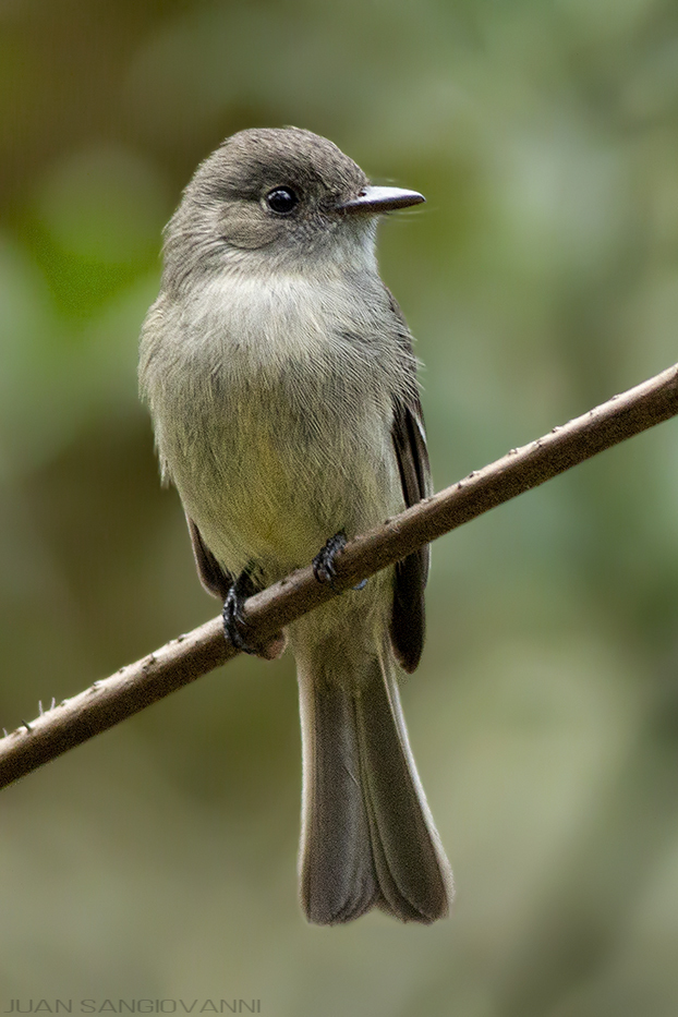 Hispaniolan Pewee (Contopus hispaniolensis) photo