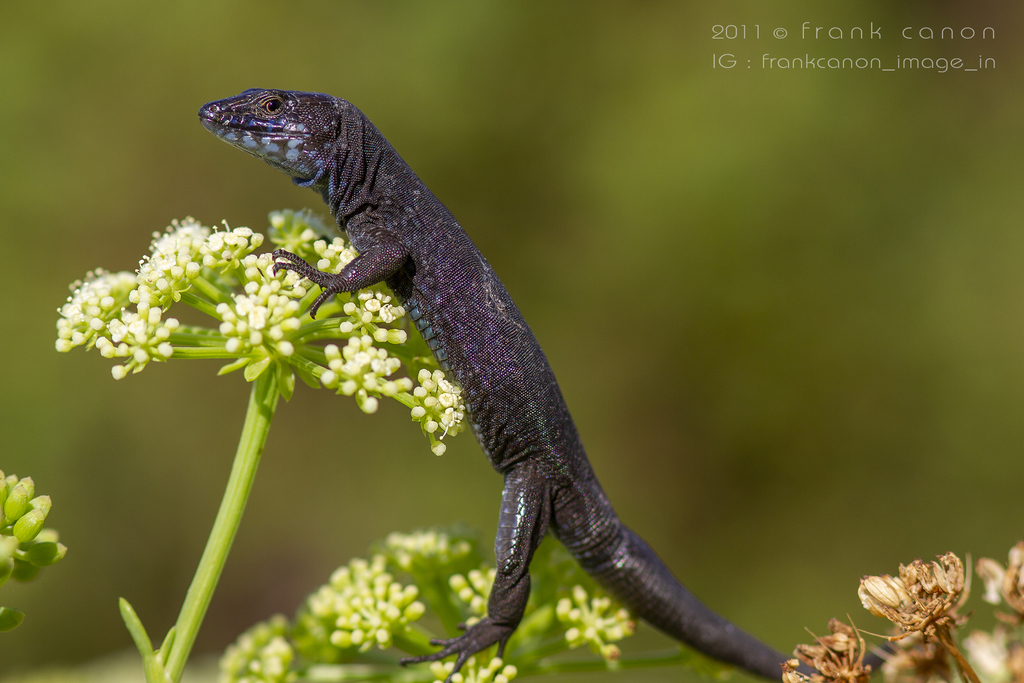 Lilford'S Wall Lizard