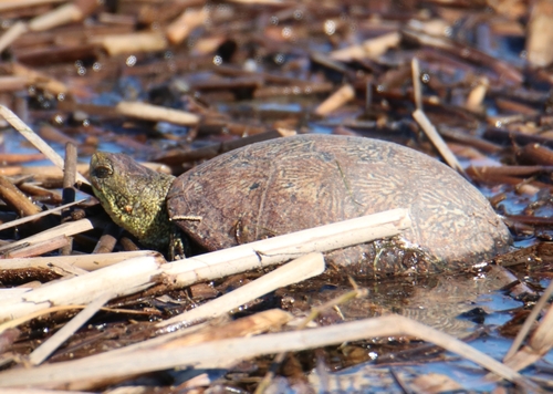 European Pond Turtle