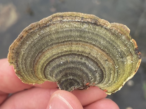 turkey-tail