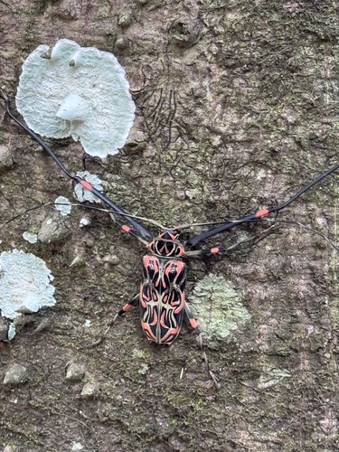 Harlequin Beetle