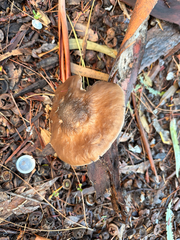 Western Deer Mushroom