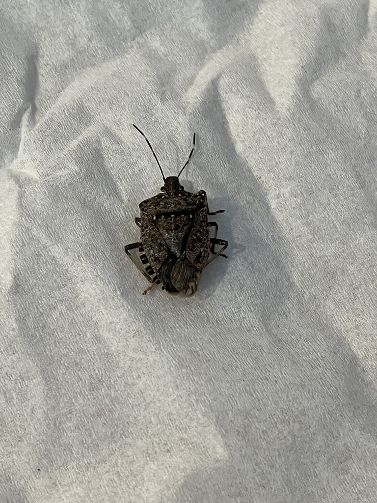 Brown Marmorated Stink Bug from SE 70th Ave, Portland, OR, US on ...
