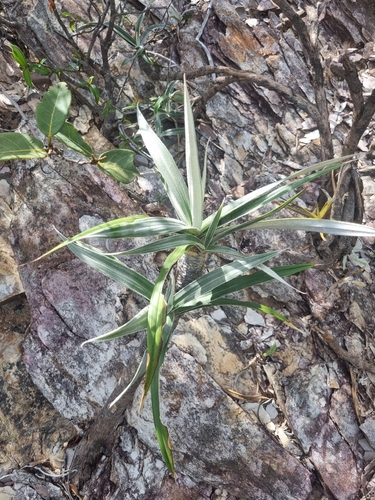 Vellozia hirsuta