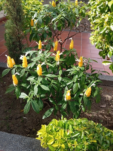 golden shrimp plant