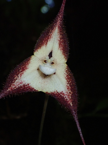 Endemic Dracula for Southern Ecuador.