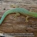 Morondava Day Gecko - Photo (c) Daniel Austin, all rights reserved, uploaded by Daniel Austin