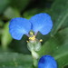Commelina obliqua - Photo (c) rudygelis, all rights reserved