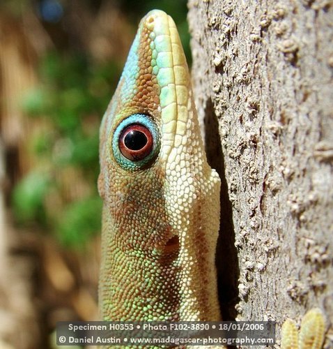 Morondava Day Gecko