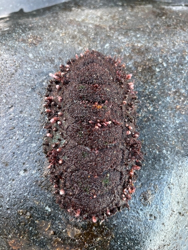 Mesotomura echinata