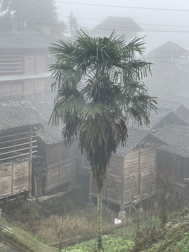 Chusan Palm