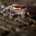 Fencepost Jumping Spider - Photo (c) arthurl, all rights reserved