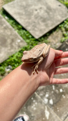 Chaco Tree Frog