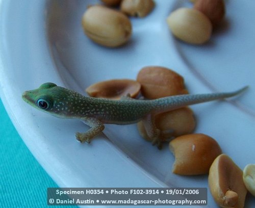 Morondava Day Gecko