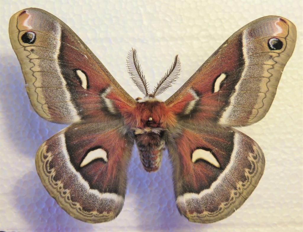 Ceanothus Silk Moth (Moths of Montana, USA) · iNaturalist