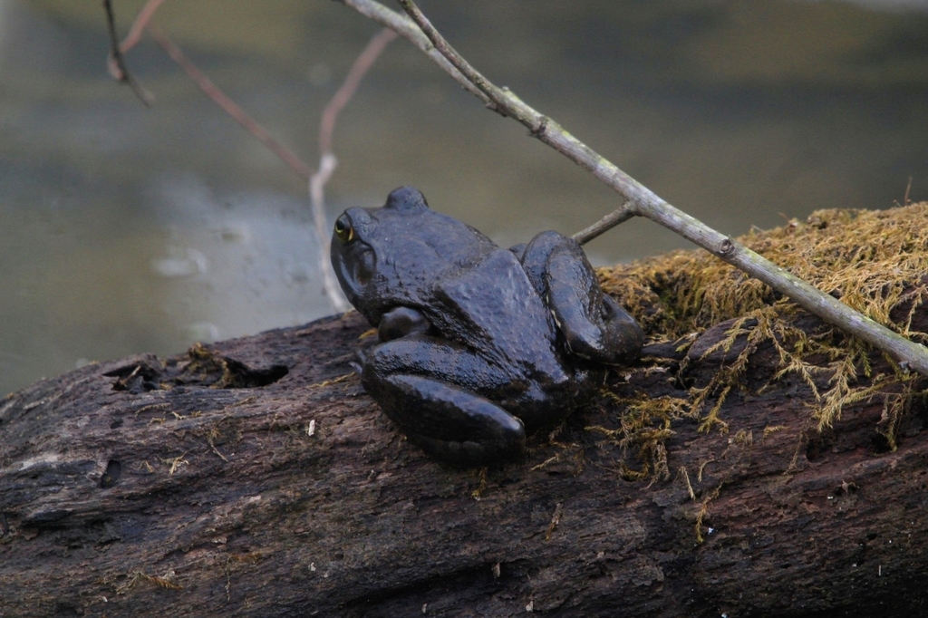 American Bullfrog from Bullitt County, US-KY, US on February 18, 2026 ...