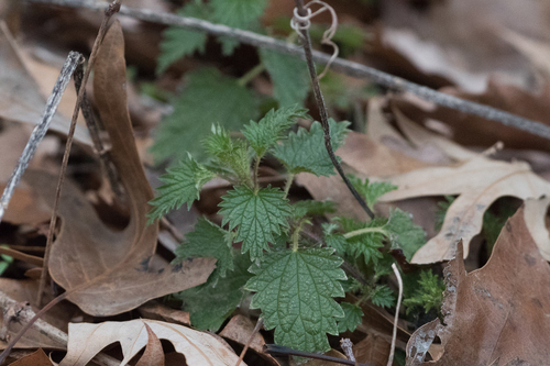 great stinging nettle (Urtica dioica) · iNaturalist