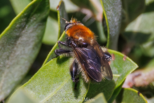 Unknown species found near Florence, OR 97439, USA