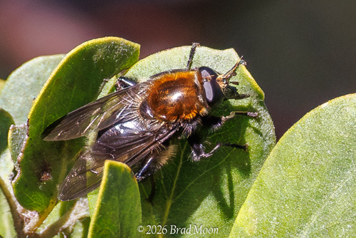 Unknown species found near Florence, OR 97439, USA