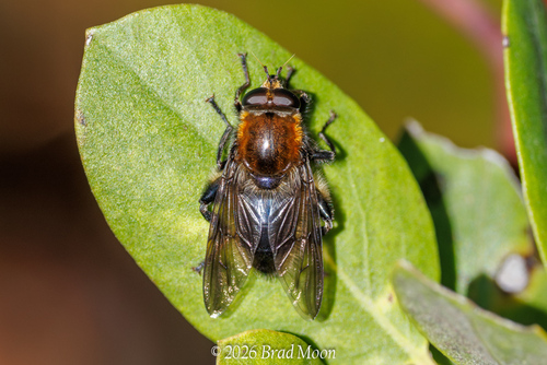 Unknown species found near Florence, OR 97439, USA