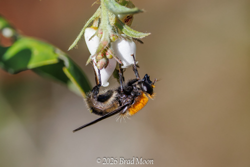 Unknown species found near Florence, OR 97439, USA