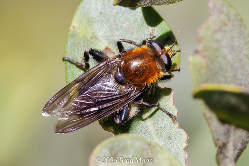 Unknown species found near Florence, OR 97439, USA