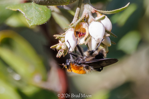 Unknown species found near Florence, OR 97439, USA