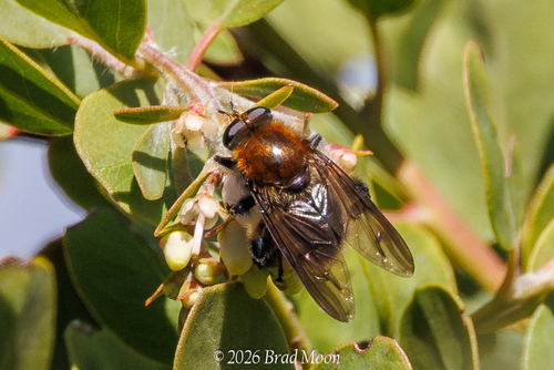 Unknown species found near Florence, OR 97439, USA