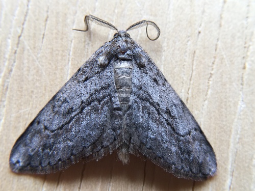 Common Gray (Moths of Montana, USA) · iNaturalist