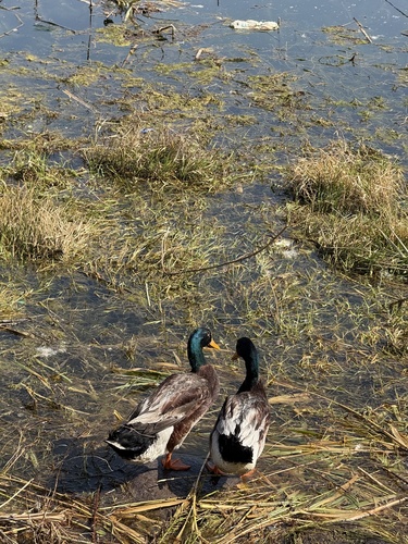 Domestic Mallard