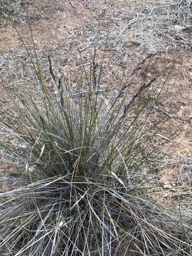 Lepidosperma congestum · iNaturalist