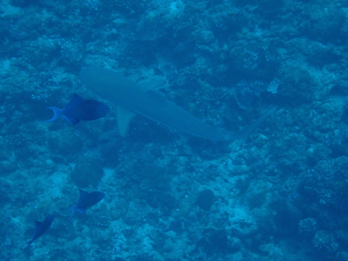 Carcharhinus melanopterus