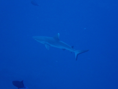 Carcharhinus amblyrhynchos