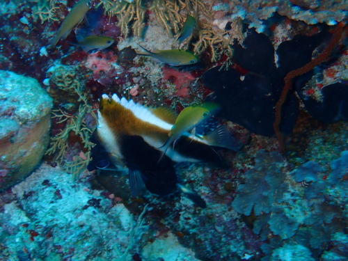 Heniochus pleurotaenia