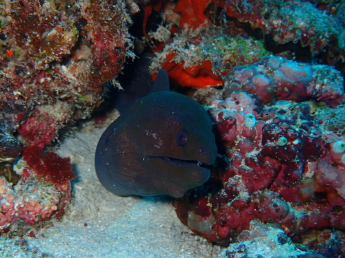 Gymnothorax javanicus