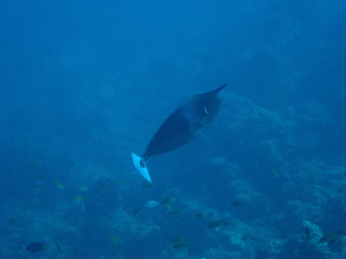 Naso brevirostris