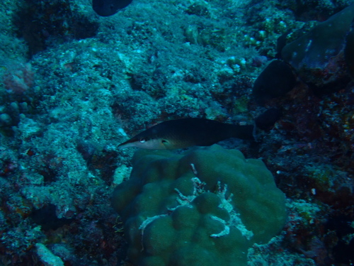 Gomphosus caeruleus