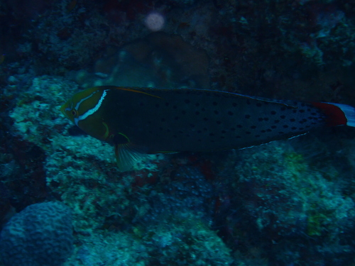 Coris formosa