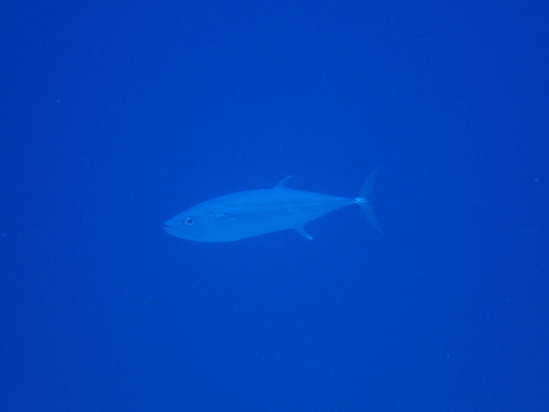 Gymnosarda unicolor