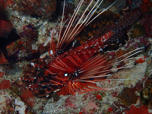 Pteropterus antennatus