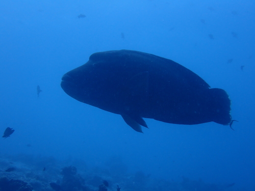 Cheilinus undulatus