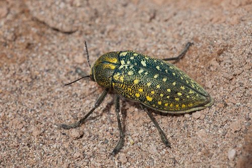 Subspecies Julodis euphratica beludjistana · iNaturalist