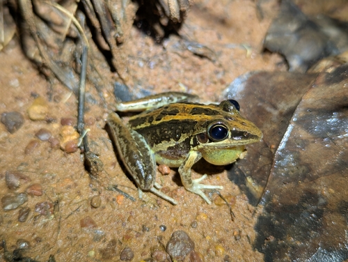 Striped Rocket Frog