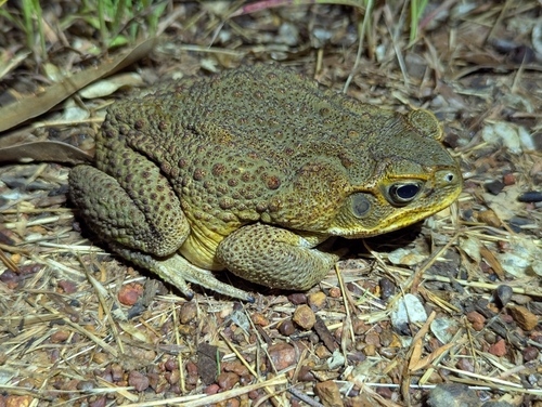 Cane Toad