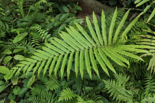 Mesopteris