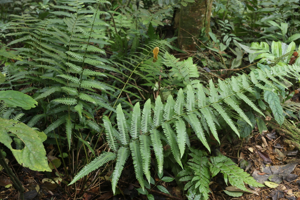 Metathelypteris dayi (Metathelypteris dayi)