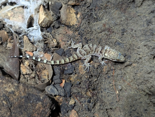 Common Prickly Gecko