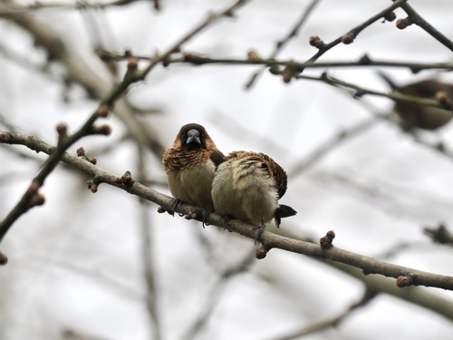 White-rumped Munia